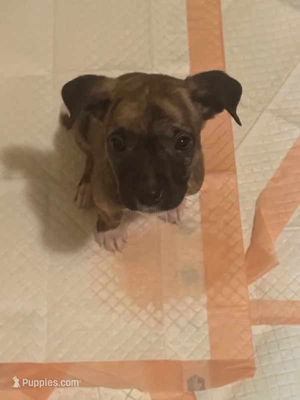 Ivory – Boxer, American Pit Bull Terrier puppy for sale in New York, NY