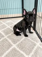Boba , a male French Bulldog for sale in Joliet, IL – 1 of 1