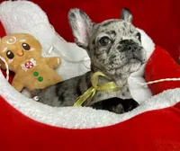 Cookie, a female French Bulldog for sale in Joliet, IL – Photo 4 of 7