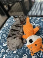 Cookie, a female French Bulldog for sale in Joliet, IL – Photo 6 of 7