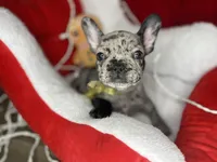 Cookie, a female French Bulldog for sale in Joliet, IL – Photo 2 of 7
