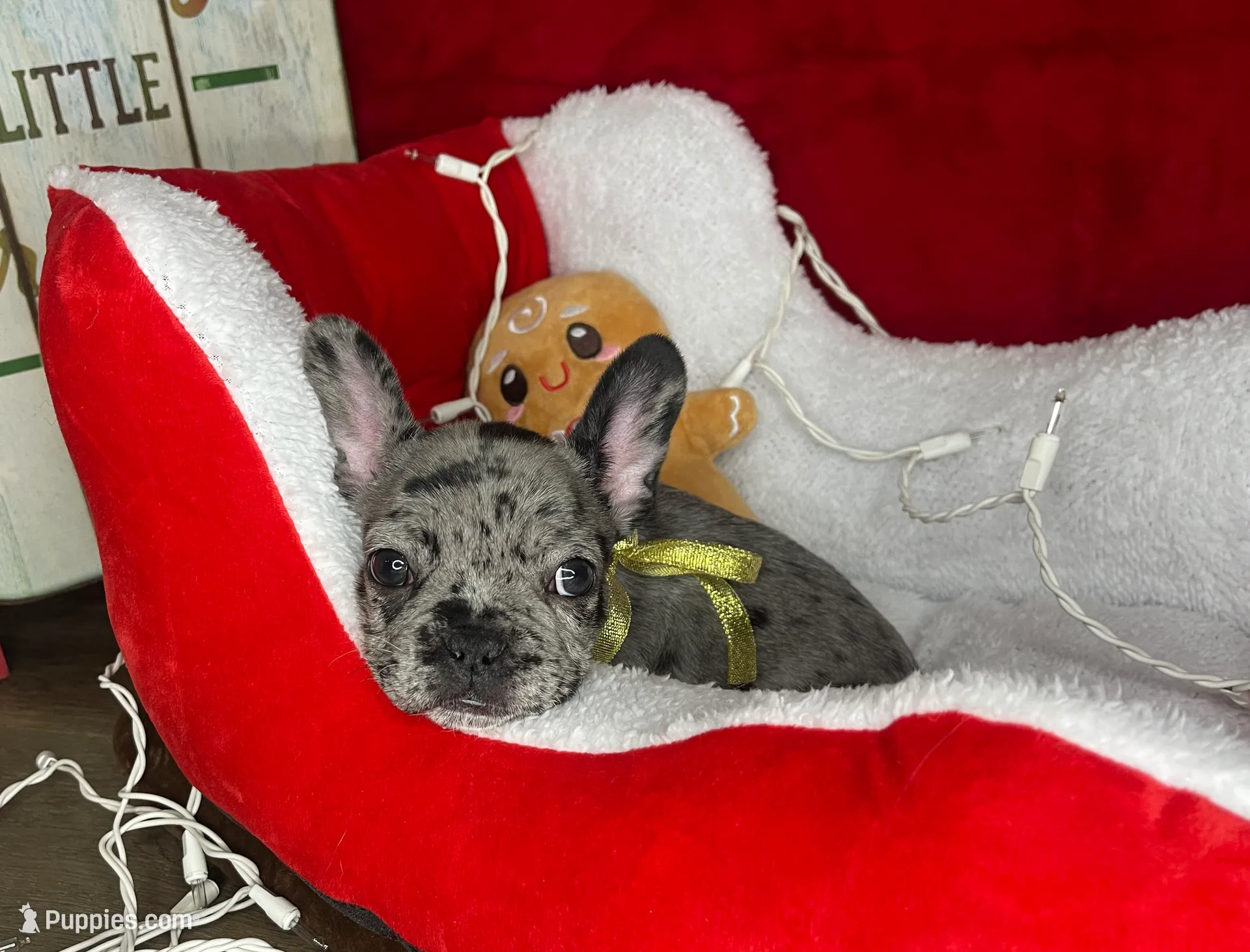 Cookie, a female French Bulldog for sale in Joliet, IL – Photo 3 of 7