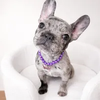 Cookie, a female French Bulldog for sale in Joliet, IL – Photo 1 of 7