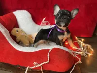 Cocoa, a female French Bulldog for sale in Joliet, IL – Photo 7 of 7