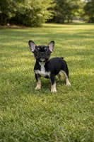 Cocoa, a female French Bulldog for sale in Joliet, IL – Photo 1 of 7