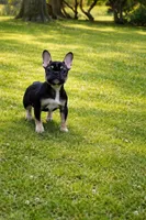 Cocoa, a female French Bulldog for sale in Joliet, IL – Photo 2 of 7