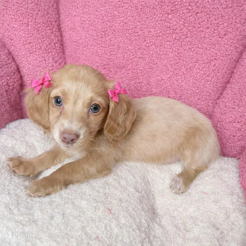 Daphne , a female Miniature Dachshund for sale in Joliet, IL – Photo 1 of 1