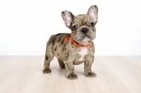Galaxy , a male French Bulldog for sale in Joliet, IL – Photo 1 of 3