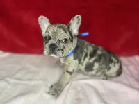 Crumbles, a male French Bulldog for sale in Joliet, IL – Photo 4 of 8