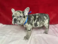 Crumbles, a male French Bulldog for sale in Joliet, IL – Photo 5 of 8