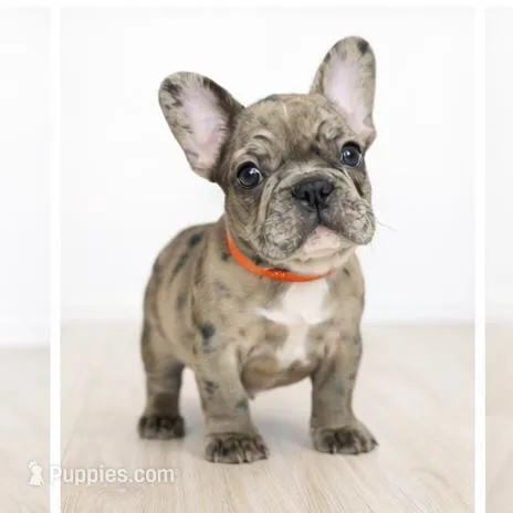 Galaxy , a male French Bulldog for sale in Joliet, IL – Photo 2 of 3
