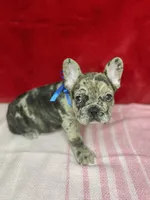 Crumbles, a male French Bulldog for sale in Joliet, IL – Photo 2 of 8