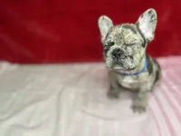 Crumbles, a male French Bulldog for sale in Joliet, IL – Photo 3 of 8