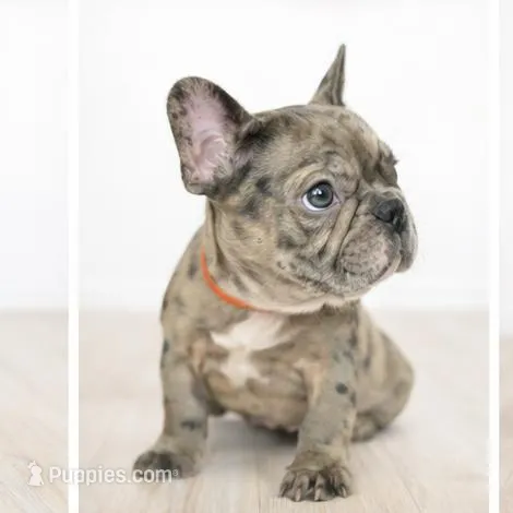 Galaxy , a male French Bulldog for sale in Joliet, IL – Photo 3 of 3