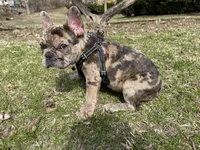 Crumbles , a male French Bulldog for sale in Joliet, IL – Photo 8 of 9