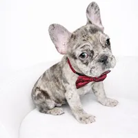 Crumbles , a male French Bulldog for sale in Joliet, IL – Photo 2 of 9