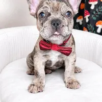 Crumbles , a male French Bulldog for sale in Joliet, IL – Photo 4 of 9