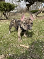 Crumbles , a male French Bulldog for sale in Joliet, IL – Photo 5 of 9