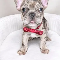 Crumbles , a male French Bulldog for sale in Joliet, IL – Photo 3 of 9