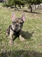 Crumbles , a male French Bulldog for sale in Joliet, IL – Photo 6 of 9
