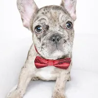Crumbles , a male French Bulldog for sale in Joliet, IL – Photo 1 of 9