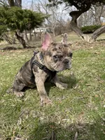 Crumbles , a male French Bulldog for sale in Joliet, IL – Photo 7 of 9