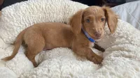 Dexter , a male Miniature Dachshund for sale in Joliet, IL – Photo 4 of 10