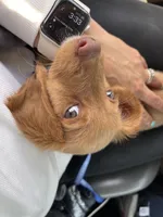 Dexter , a male Miniature Dachshund for sale in Joliet, IL – Photo 8 of 10