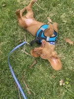 Dexter , a male Miniature Dachshund for sale in Joliet, IL – Photo 9 of 10