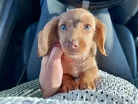 Dexter , a male Miniature Dachshund for sale in Joliet, IL – Photo 1 of 10