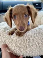 Dexter , a male Miniature Dachshund for sale in Joliet, IL – Photo 7 of 10