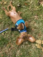 Dexter , a male Miniature Dachshund for sale in Joliet, IL – Photo 2 of 10