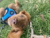 Dexter , a male Miniature Dachshund for sale in Joliet, IL – Photo 10 of 10