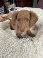 Dexter , a male Miniature Dachshund for sale in Joliet, IL – Photo 5 of 10