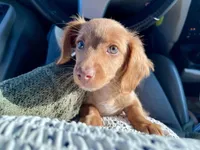Dexter , a male Miniature Dachshund for sale in Joliet, IL – Photo 6 of 10