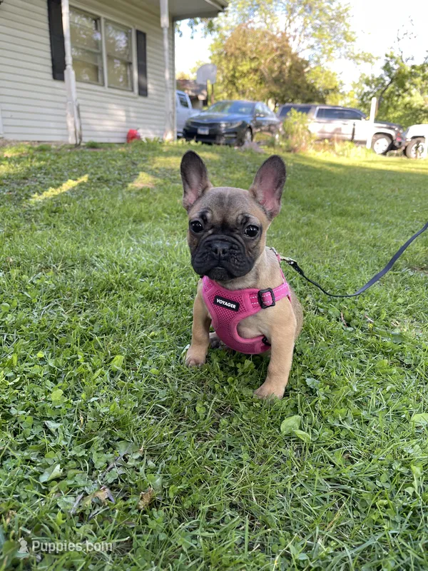 Chai – French Bulldog puppy for sale in Joliet, IL