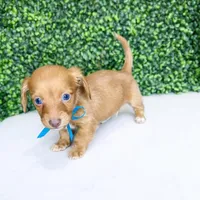 Romeo , a male Miniature Dachshund for sale in Joliet, IL – Photo 1 of 2
