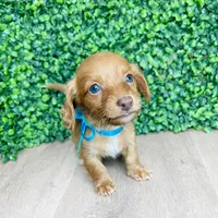 Romeo , a male Miniature Dachshund for sale in Joliet, IL – Photo 2 of 2