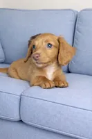 Dexter , a male Miniature Dachshund for sale in Joliet, IL – Photo 1 of 4