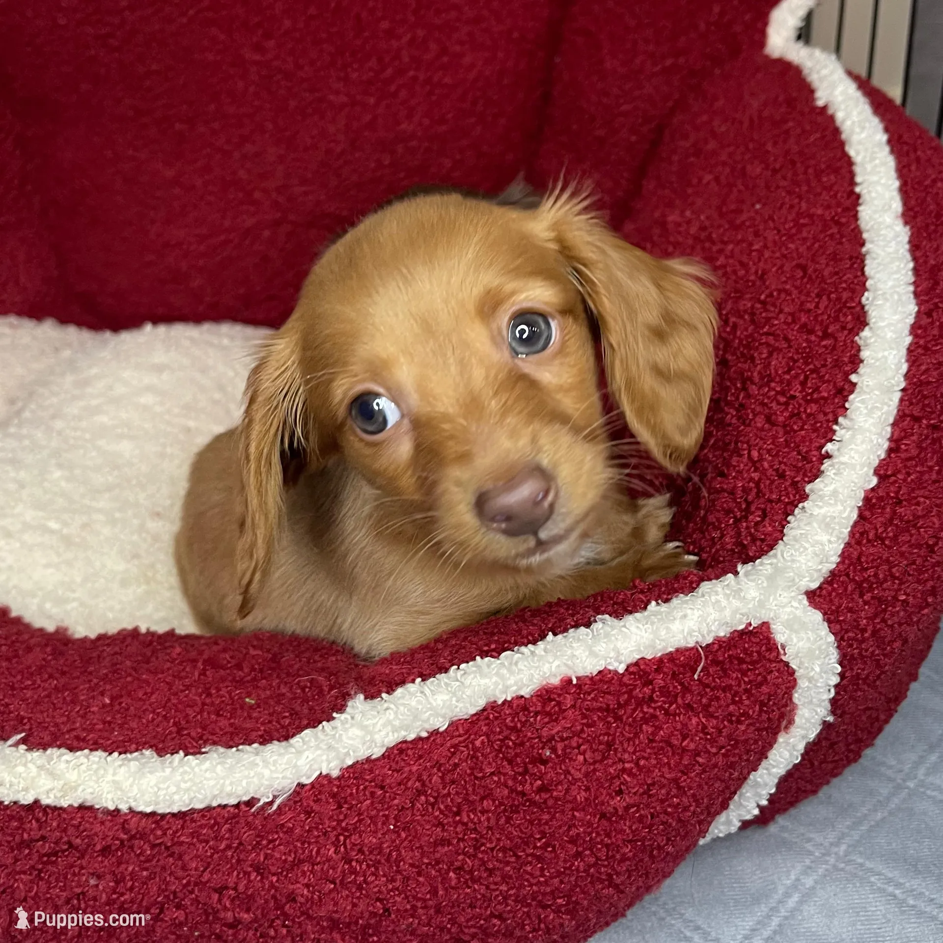 Dexter , a male Miniature Dachshund for sale in Joliet, IL – Photo 2 of 4