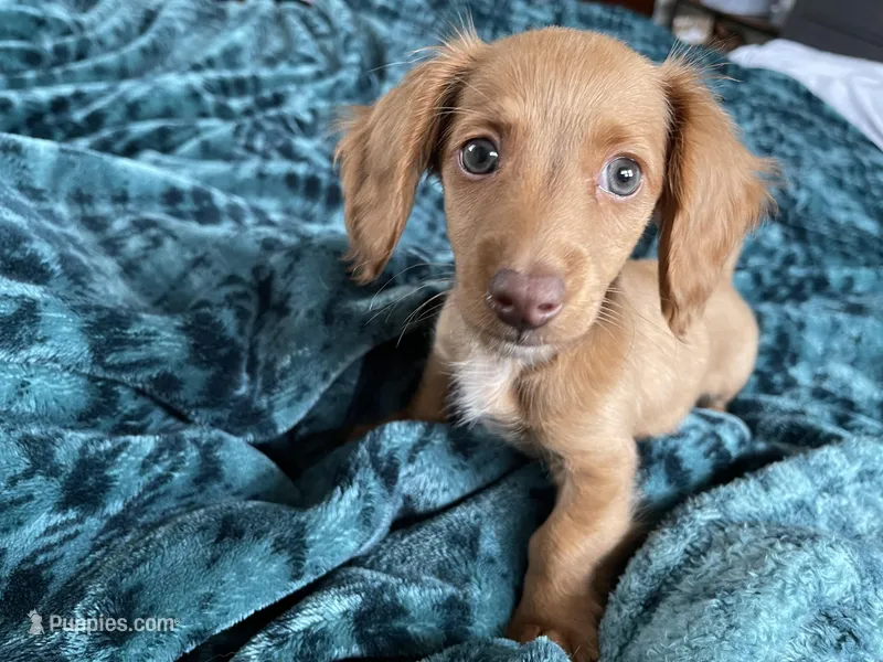 Dexter  – Miniature Dachshund puppy for sale in Joliet, IL