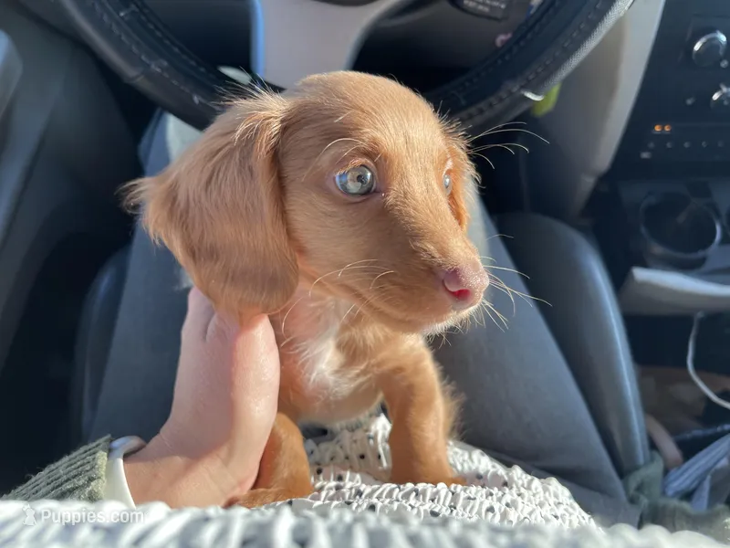 Dexter  – Miniature Dachshund puppy for sale in Joliet, IL
