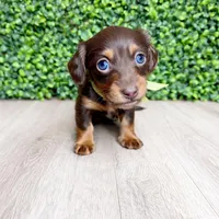 Daisy , a female Miniature Dachshund for sale in Joliet, IL – Photo 1 of 3