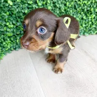 Daisy , a female Miniature Dachshund for sale in Joliet, IL – Photo 3 of 3