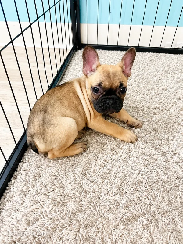 Chai – French Bulldog puppy for sale in Joliet, IL