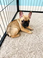 Chai, a female French Bulldog for sale in Joliet, IL – 1 of 1