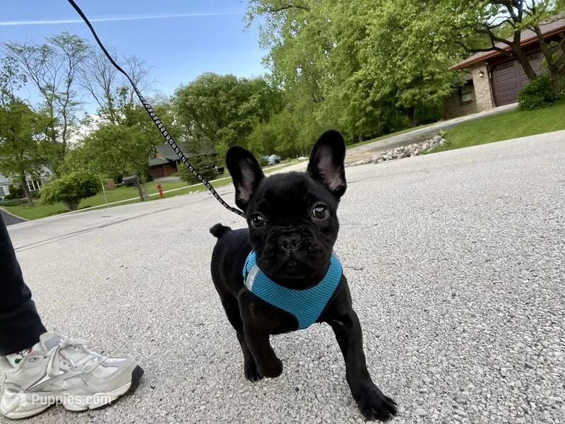 Boba  – French Bulldog puppy for sale in Joliet, IL