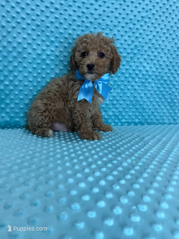 Olivier – Poodle - Toy  puppy for sale in Belleview, FL