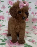 Chanel, a female Poodle - Toy  for sale in Belleview, FL – 3 of 5