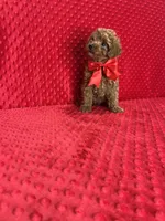 Jasper, a male Poodle - Toy  for sale in Belleview, FL – 2 of 3
